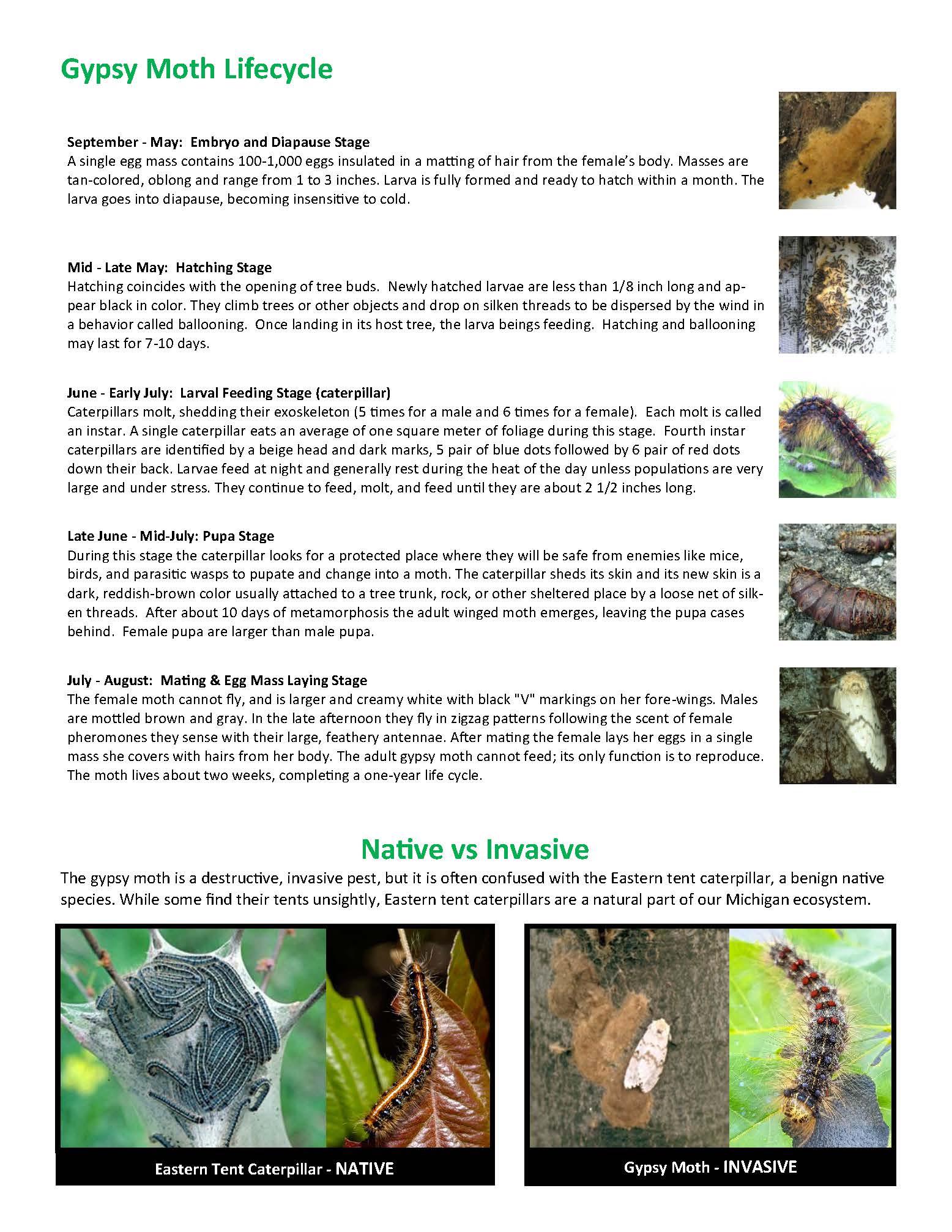Gypsy Moth Management Strategies_Page_2